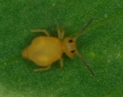 Sminthuridae